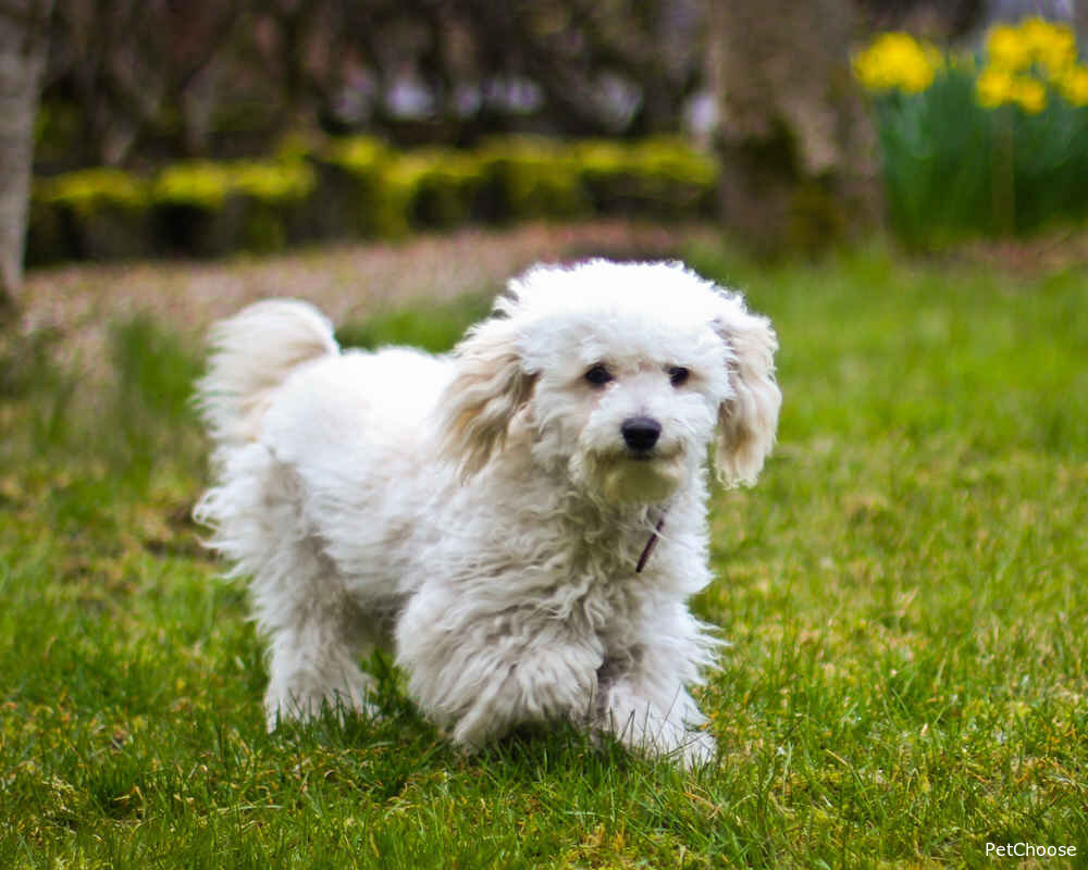 Бішон фризе (французька болонка) Bichon Frise, Bichon à poil frisé, Bichon Tenerife, Purebred Bichon