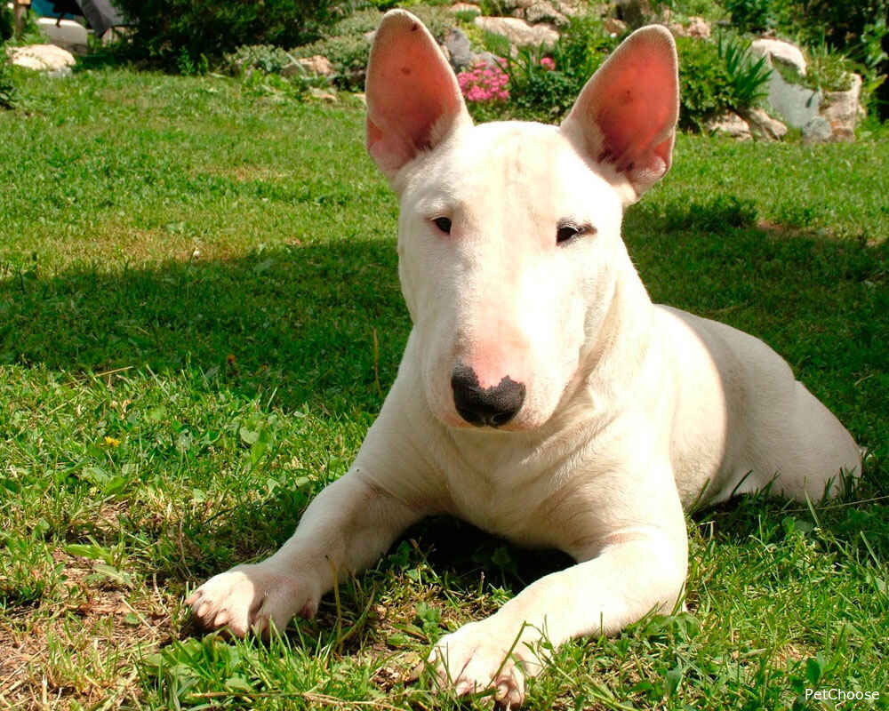 Бультер'єр (буль) Bull terrier, English Bull Terrier, Bully, Gladiator