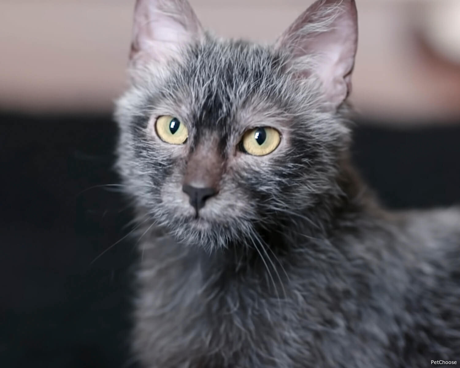 Лікой (Lykoi)