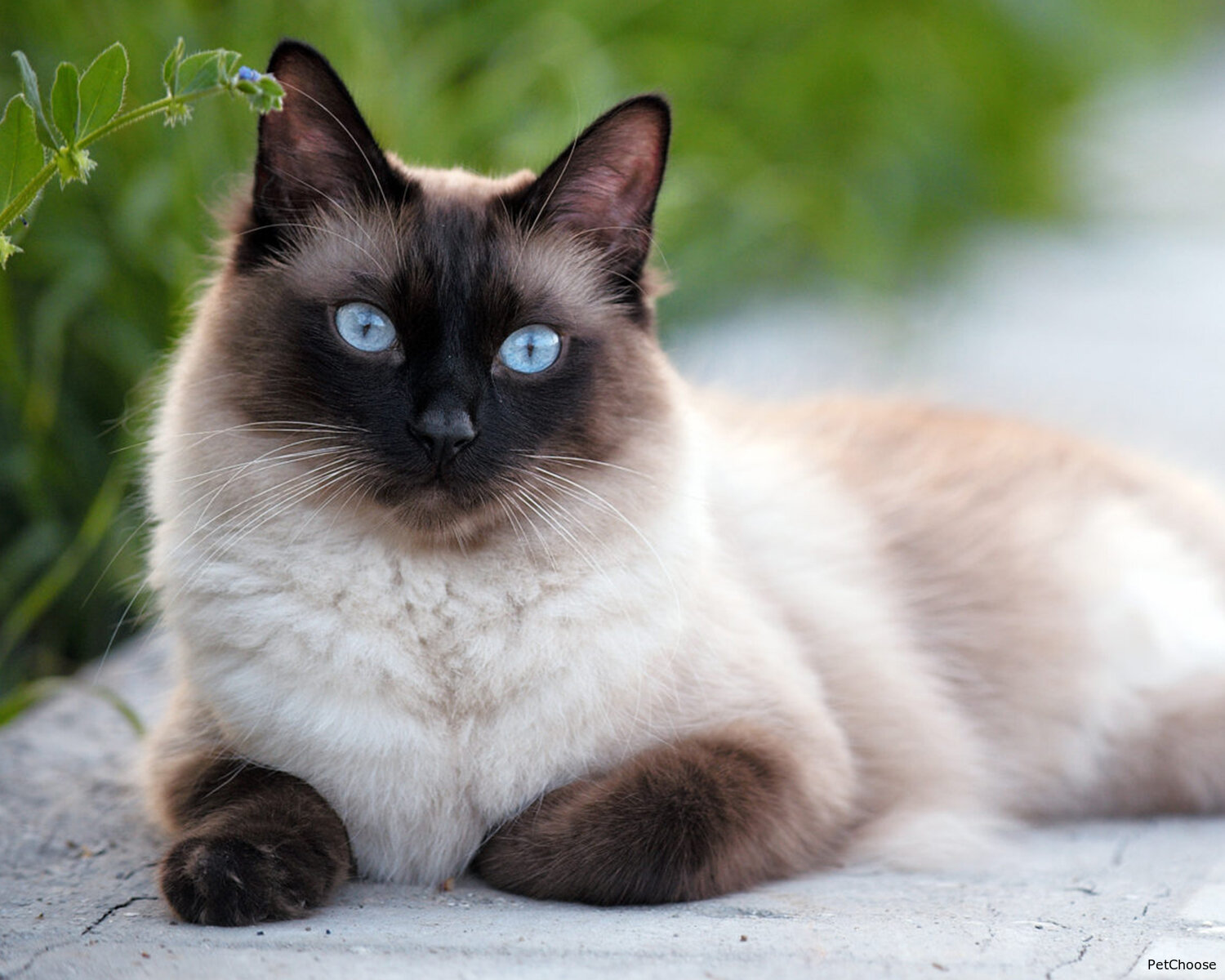 Сіамська кішка (Siamese, Siam, Thai Cat)