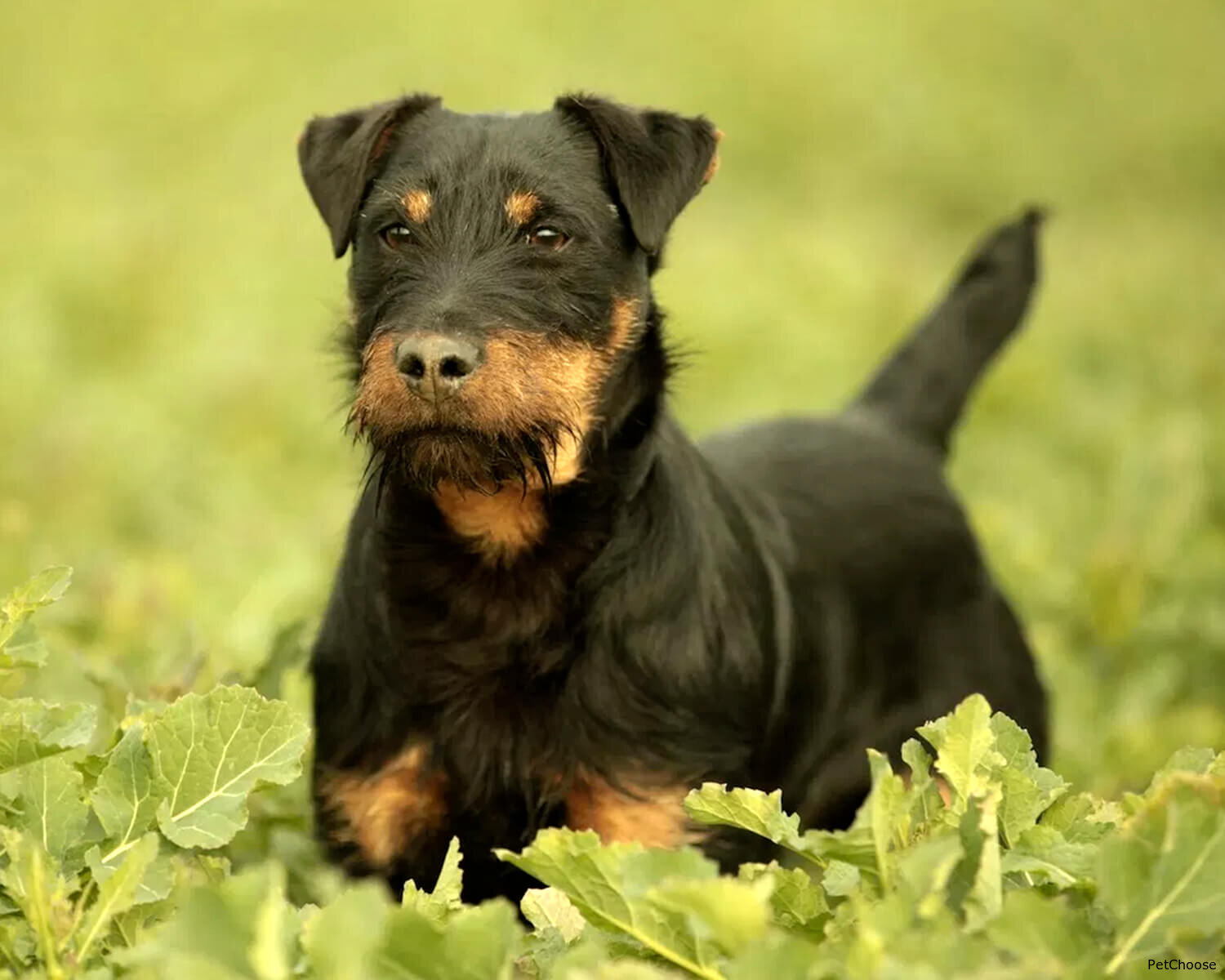 Ягдтер'єр (Jagd Terrier)