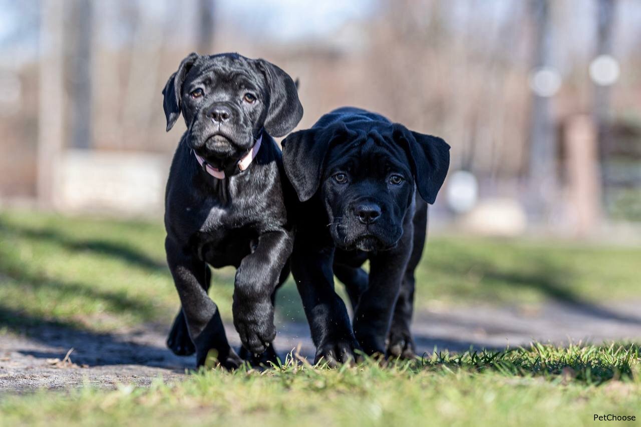 Как подготовить питомца к летней жаре или зимним холодам?